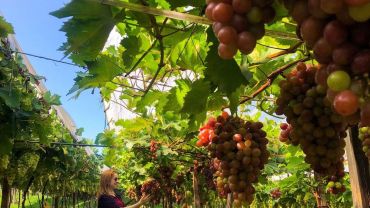 Vindima 2023 aos finais de semana na vinícola Videiras Carraro